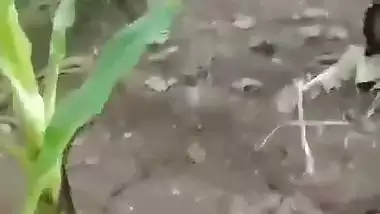Desi outdoor sex of a Kolhapuri couple on a Banana farm